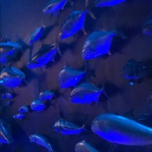 Meet your Posher, Shawn